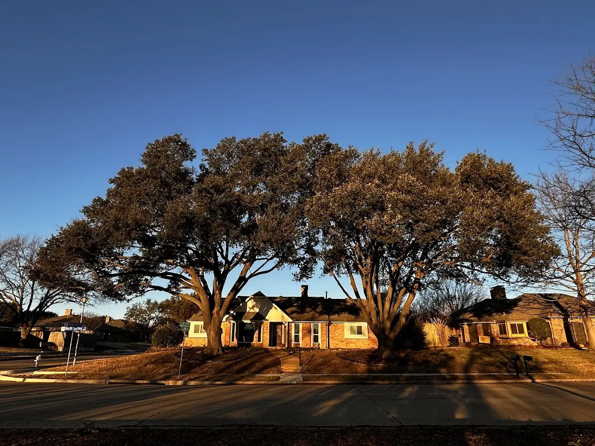 Established residential canopy tree shading a home in Sherman